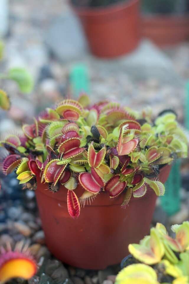 Drosera flower pot botanical garden