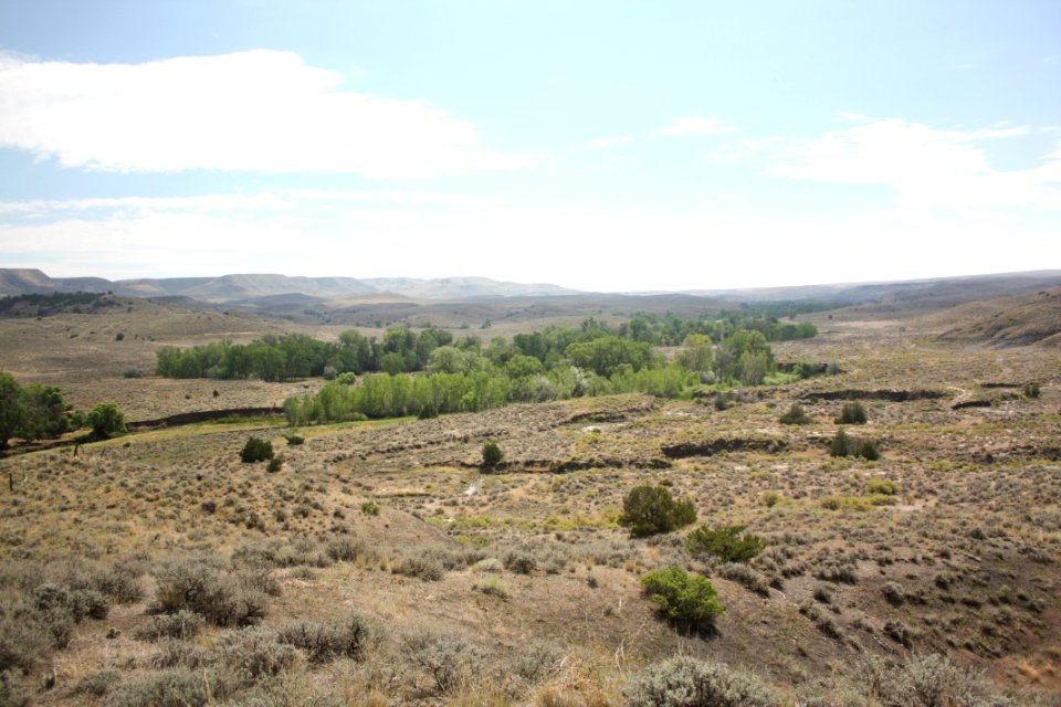 Riparian Waage01.jpg