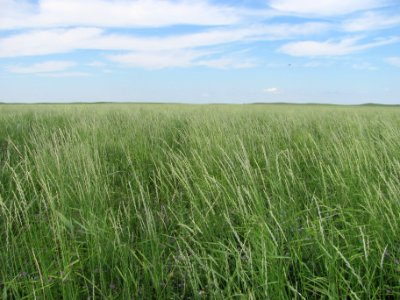 Pasture08