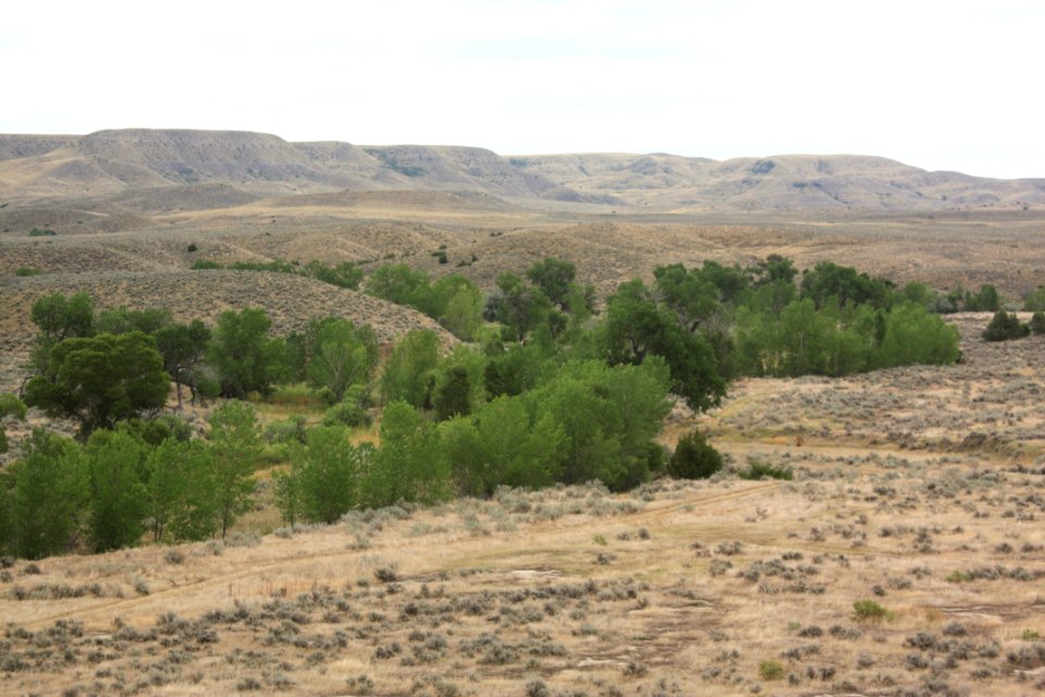 Riparian Waage02.jpg