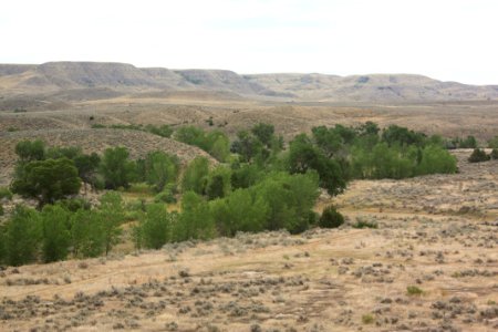 Riparian Waage02.jpg