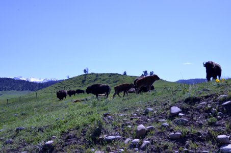 Livestock NR 137