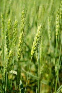 Crops NR 32