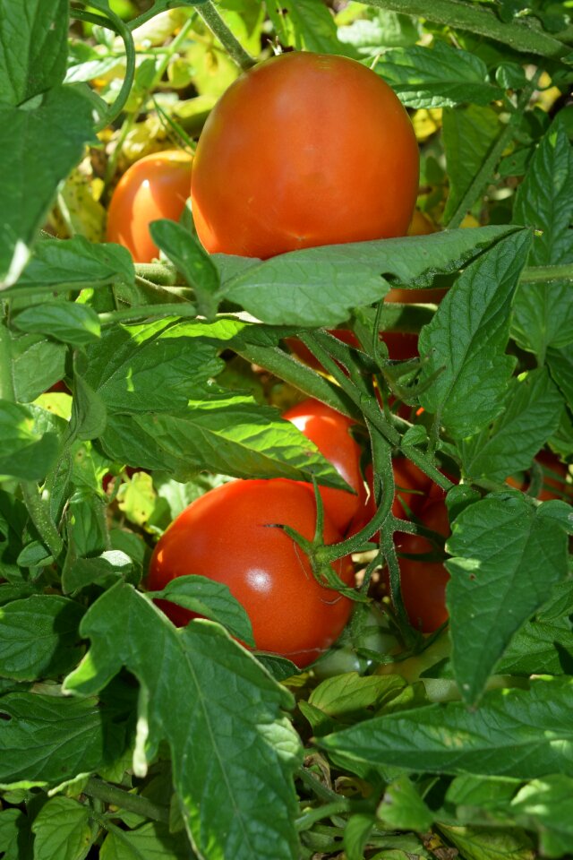 Ripe unripe vegetable