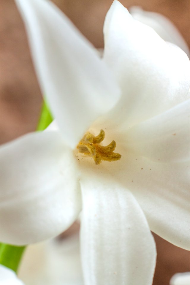 Narciso / Narcissus