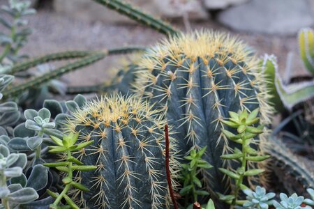 Spikes nature garden