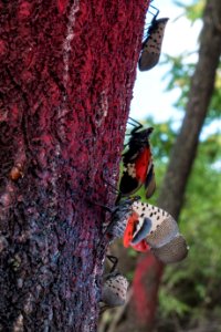 20180830-APHIS-LSC-1564