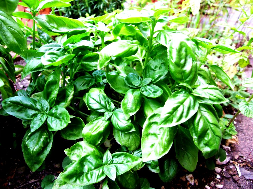 Basilico-Basil-Albahaca-Taormina-Sicilia-Italy - Creative Commons by gnuckx