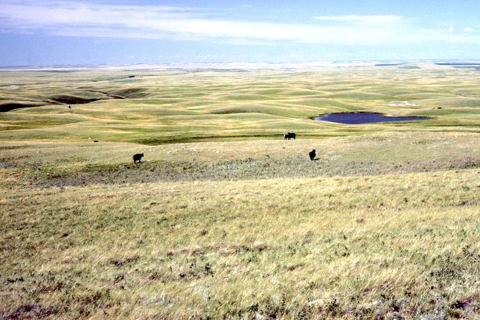 Rangeland33.tif