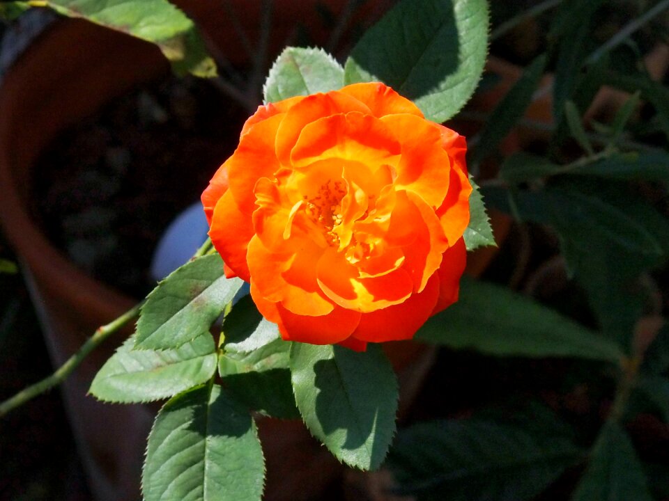 Gardening flowering late summer