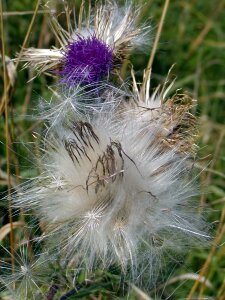 Thistle dry hairy photo