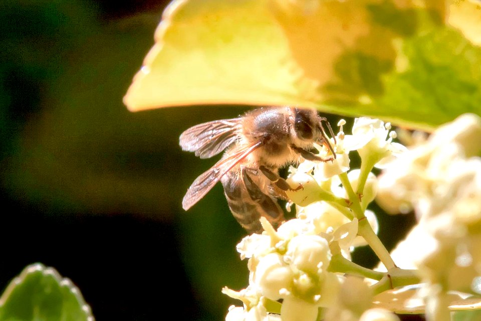 Bee