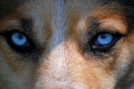 Dog blue danger