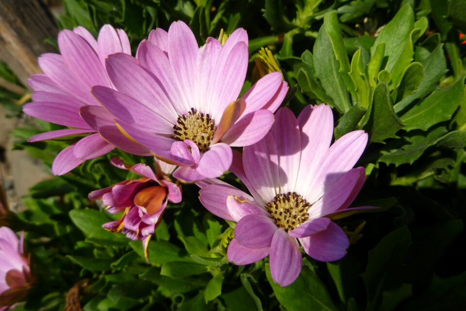Macro flower detail ornamental flowerbed