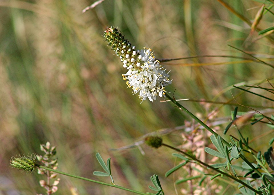 Plants OB 540