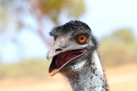 Nature au bird