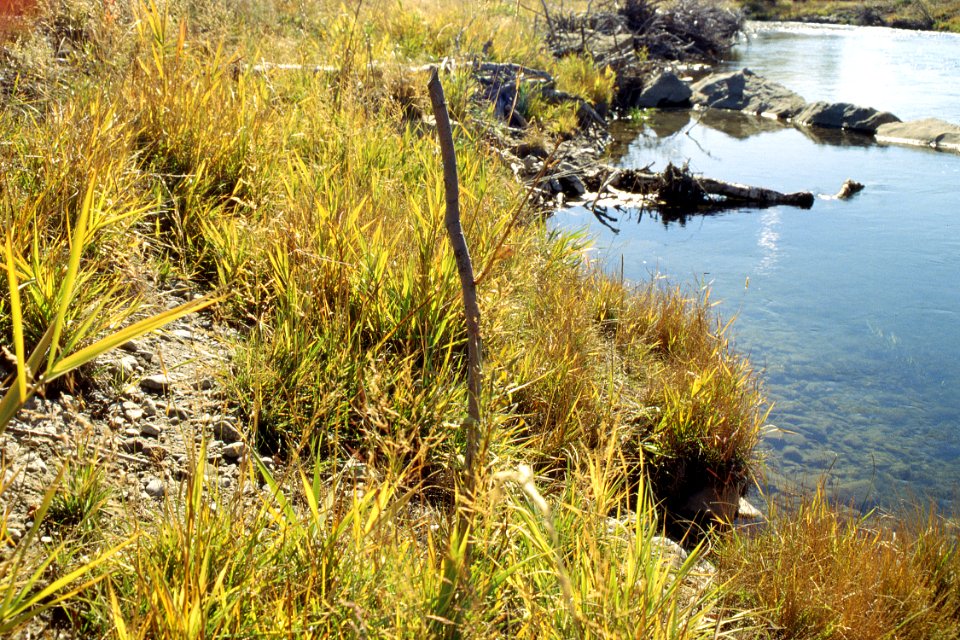 Riparian07.tif