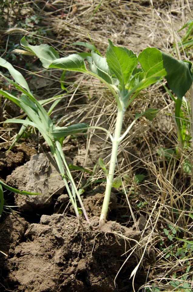 Crop Residue Management NR 31