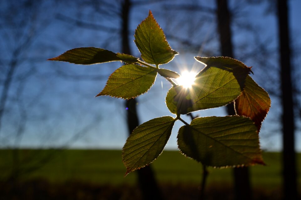 Foliage branch trees
