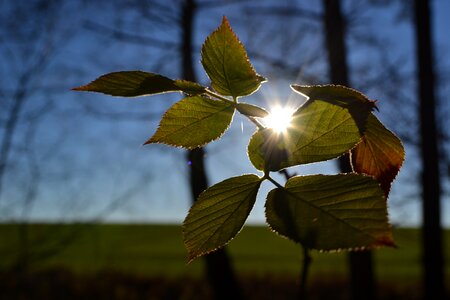 Foliage branch trees
