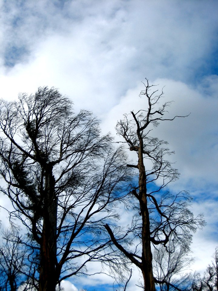 Burned Trees