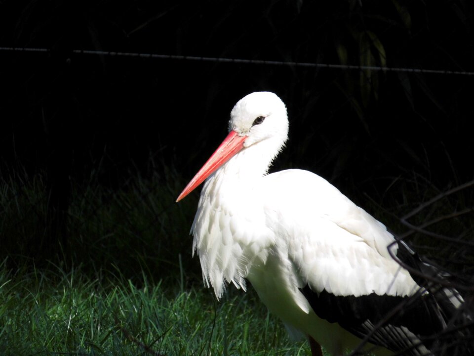 Animals birds rattle stork