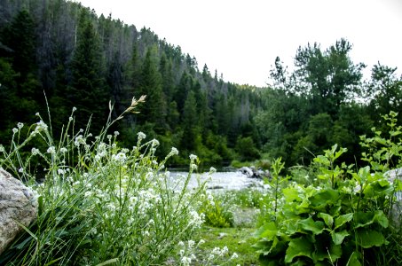 Noxious Weed Photos