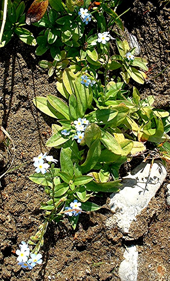 Plants OB 94