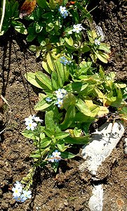 Plants OB 94