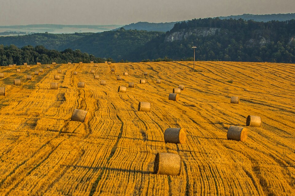 Field summer nature
