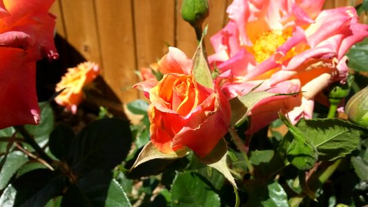 Rose bush garden