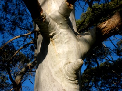 Gum Tree