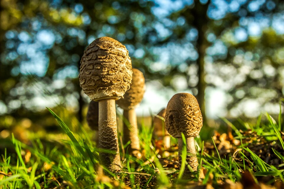Mushrooms forest nature