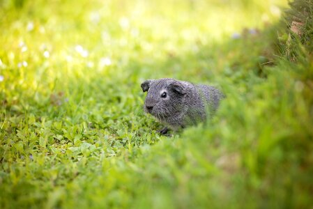 Black and white agouti young animal nager