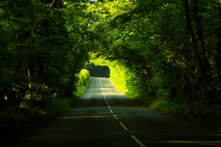 Path forest dorset