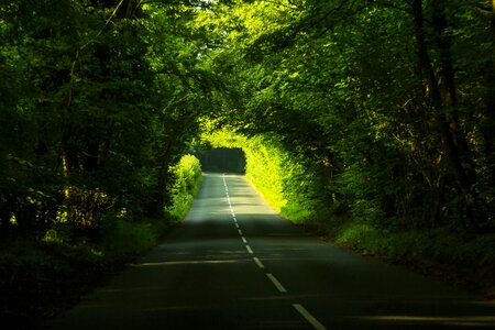 Path forest dorset photo