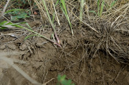 Crop Residue Management NR 30