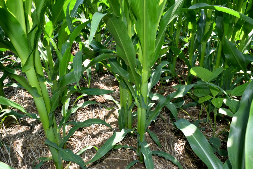 conservationtillage181