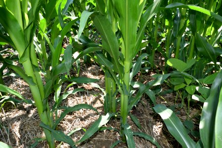 conservationtillage181 photo