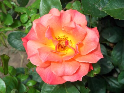 Rose peach orange photo