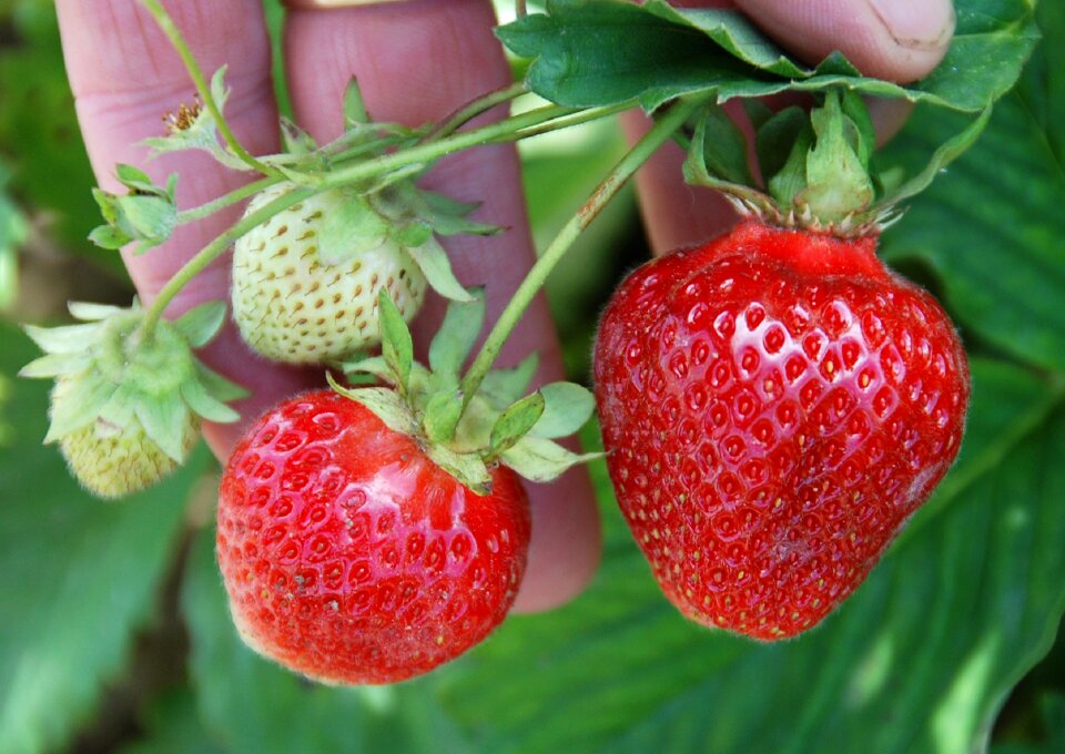 Healthy sweet fresh