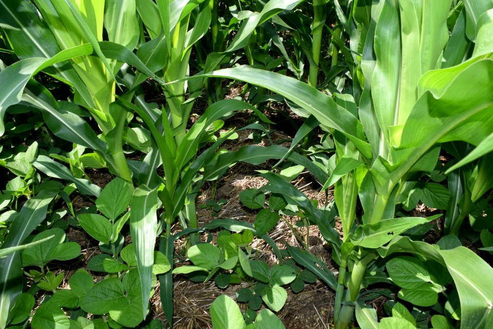 conservationtillage183