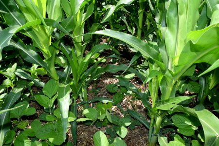 conservationtillage183