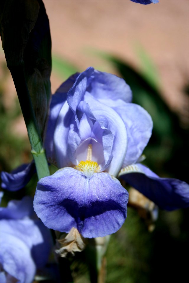 Iris Color Explosion