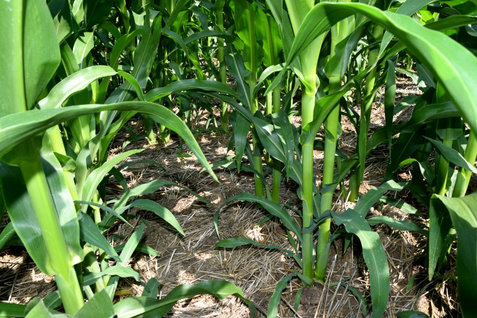 conservationtillage182