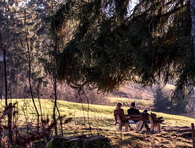 Relaxation loneliness fir tree