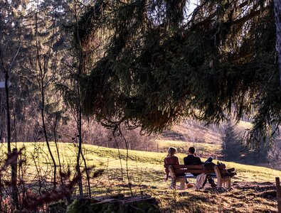 Relaxation loneliness fir tree photo