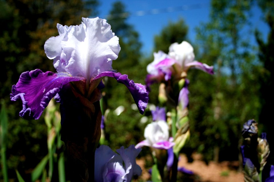 Iris Color Explosion