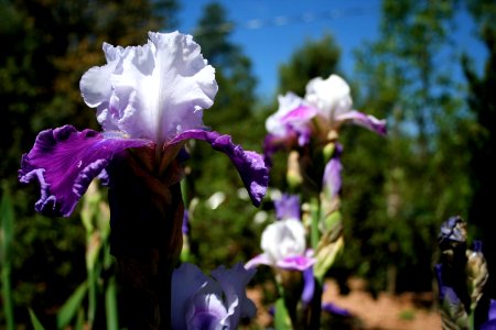 Iris Color Explosion