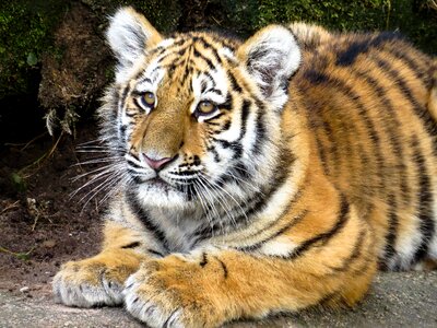 Young animal young tiger big cat